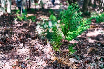 spring in the garden