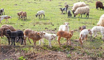 Obraz premium Mother sheep and many lambs