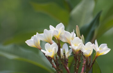 Obraz premium Group for bright white flower on green background and textures.