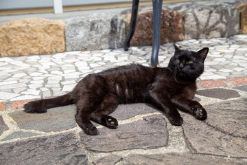 Naklejka premium 猫の日常