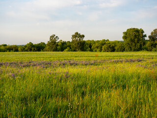 A field covered with green grass weeds in summer at sunset. Rural landscape