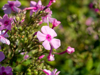 Close-up of the purple garden phlox flower in the rays of the daytime sun