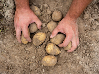 Close-up of fresh large potatoes dug out of the ground in men's hands. The concept of harvesting. A fruitful year. Top view, flat lay