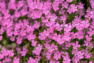 Obraz premium Pink flowers of the Silene pendula
