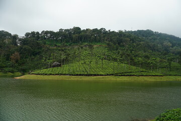 Tea plantations