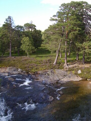 Kiefernwald und Fluss im Cairgorms Nationalpark