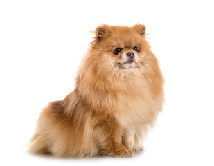 Obraz premium pomeranian in studio