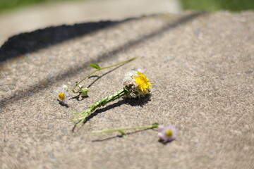 flower on the ground