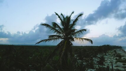 Palm trees against a beautiful blue cloudy sky. Dark silhouettes of palm trees. Beautiful tropical beach with palm trees silhouettes at dusk. Vietnamese jungle during the war