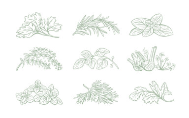Vector set of linear illustrations with spices and herbs, basil, parsley, coriander, rosemary, cinnamon, chili, pepper, thyme, turmeric, black pepper, ginger, oregano, cumin, poppy, anise, garlic, dil