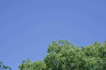 Obraz premium tree and sky