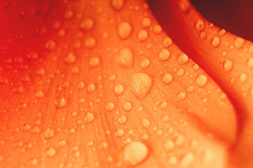 Water drops on Ranunculus petals. Orange flower abstract floral background, selective focus. Macro flower photo