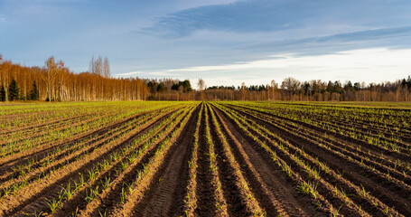 Concept agro culture. Furrows with tied freshly sprouted garlic