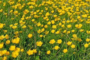 Scharfer Hahnenfuß, Ranunculus acris, im Frühling