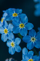 Little blue flowers Forget me not spring bouquet on dark background. Abstract floral background. Selective focus