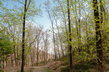 Green forest road at Sangdangsanseong Natural Recreational Forest in Cheongju, Korea