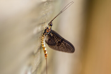 Mayflies on wood, Ephemeroptera, macro photography, shallow debth of field