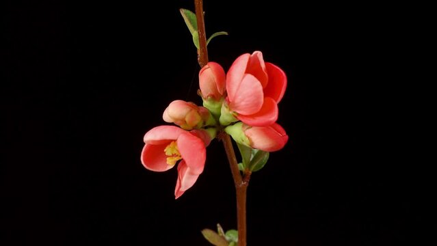 Japonica blossom flowering time lapse