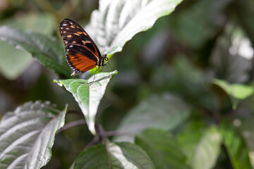 Closeup of the side of an orange golden longwing butterfly perched on a green leaf against a bokeh background
