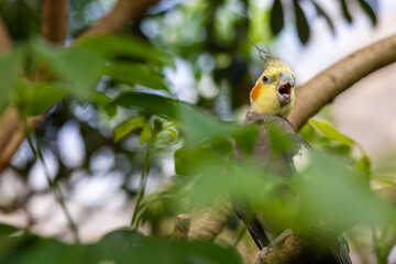 A colorful cockatiel parrot is perched on a branch and partially hidden by green leaves, against a bokeh background