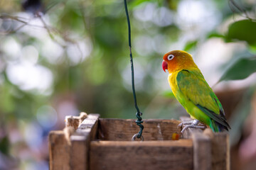Closeup of a colorful lovebird parrot perched on a wooden box and surrounded by vegetation