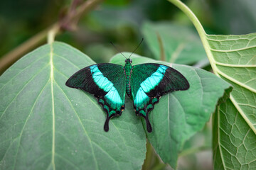 Close up of a male Common Banded Peacock butterfly lying on green leaves with its wings spread
