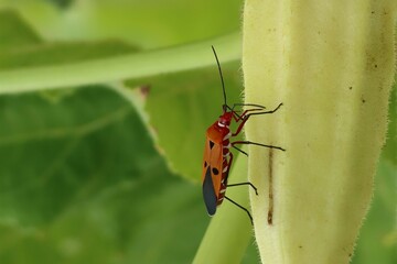 green shield bug