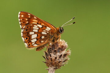 A rare Duke of Burgundy Butterfly, Hamearis lucina, perching on a plant in springtime.