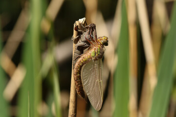 A Hairy Dragonfly, Brachytron pratense, holding onto its exuvia, the larval case that is has just emerged from on a reed at the bank of a pond.