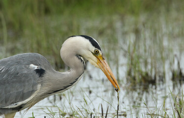 A Grey Heron, Ardea cinerea, hunting along the edge of a stream. It has just caught a small fish and is about to eat it.	
