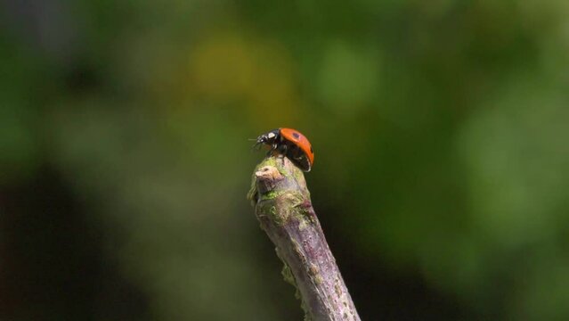 ladybird taking off from the end of a twig, slow motion 3