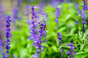コモンセージとオオハキリバチ