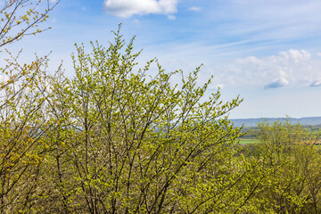 Lush green trees in a landscape view