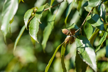 木になるドングリ