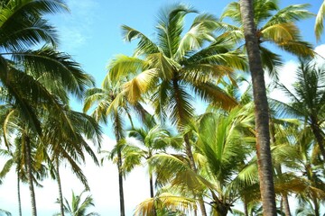 Palm Trees - Malpe, Karnataka