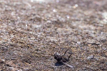 Dead fly lying on its back