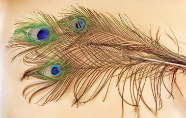bird peacock feathers on a pink background