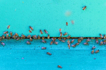 Honey bees on a beehive