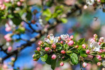 Flowering branch on a cherry tree