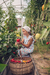 Fototapeta premium A girl in a summer dress and a kerchief is picking bulgarian pepper in a greenhouse on a summer day.Summer and harvest concept.