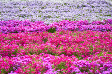 Obraz premium 芝桜