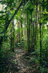 Fototapeta na wymiar Ecuador Rainforest. Green nature hiking trail path in tropical jungle. Mindo Valley - Nambillo Cloud Forest, Ecuador, Andes. South America.