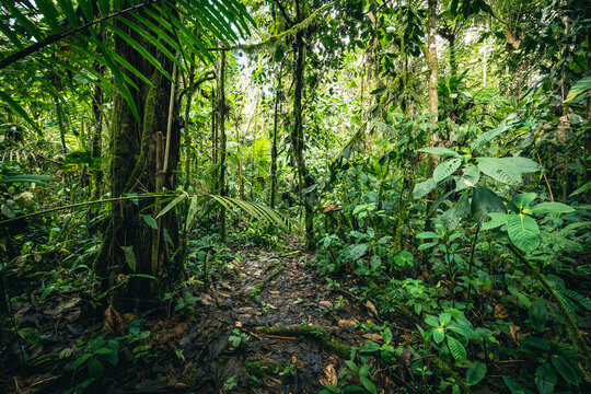 Ecuador Rainforest. Green nature hiking trail path in tropical jungle. Mindo Valley - Nambillo Cloud Forest, Ecuador, Andes. South America.