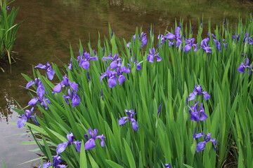 花しょうぶ
