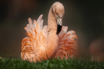 a pink flamingo sitting in the grass
