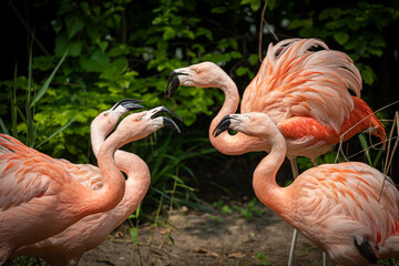 several flamingos biting and fighting each other
