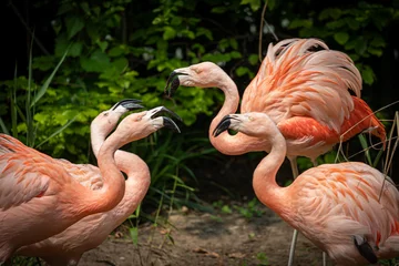 Gardinen several flamingos biting and fighting each other © Ralph Lear