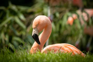 Foto op Canvas a pink flamingo sitting in the grass © Ralph Lear
