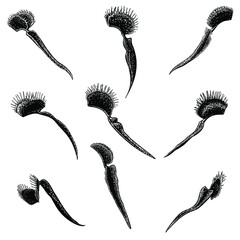 venus flytrap set illustration isolated on background