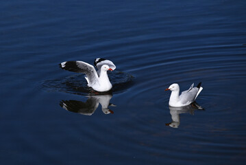 Two seagulls, or silver gulls, sitting in a lake, with their reflections visible, just after one of the birds has landed